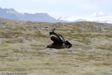 Raubmöve (Skua) (16 von 16).jpg